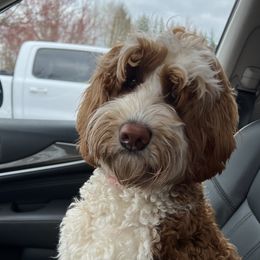 Assorted Doodle Crosses, Australian Labradoodles, Cavachons, and Cavapoos from Bark & Bramble Cavapoochons