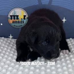 Dark Magic - Black & white male Australian Shepherd puppy in Tucson, Arizona from TTTNT Aussies