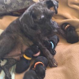 Miniature Schnauzer Puppies from Chantel's Miniature Schnauzers