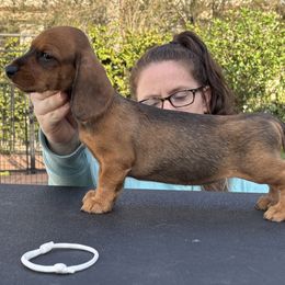 Dachshund Puppies from Passport Dachshunds