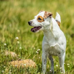 Jack Russell Terriers from Avalanche Acres