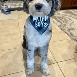 Aussiedoodle and Australian Shepherd Puppies from Junipersdoodles