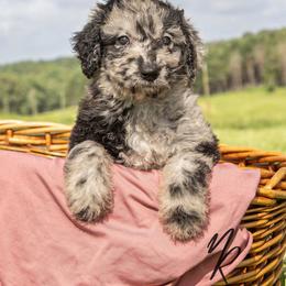 Barbie - Merle female Sheepadoodle puppy in Lumberton, Mississippi from Doris’ Darlin Doxies & Doodles