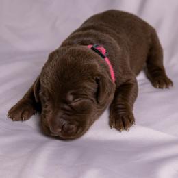 Pink collar - Chocolate female Labrador Retriever puppy in Lebanon, Oregon from Table Rock Retrievers