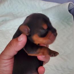Yorkshire Terrier Puppies from Mama & I Yorkshire's