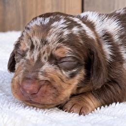 Pearl - Chocolate and tan female Dachshund puppy in Warm Springs, Arkansas from Seven Hills Arkansas