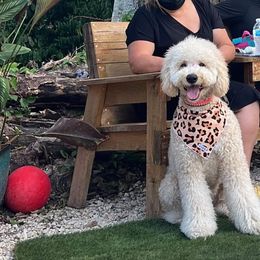 Goldendoodle and Saint Berdoodle All Grown Up from Golden Pond Doodle’s DFW
