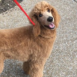 Poodles from Tennessee Valley Poodles