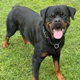 Nacho - Rottweiler