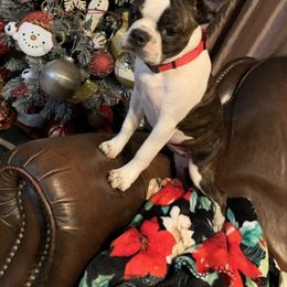 Boston Terrier Puppies from Day Root Enterprises Inc.