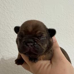 Girl 1 - Fawn female French Bulldog puppy in Galt, California from The three little frenchies