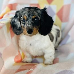 Boy 1 - Dapple male Dachshund puppy in Oklahoma from DRB Dachshunds