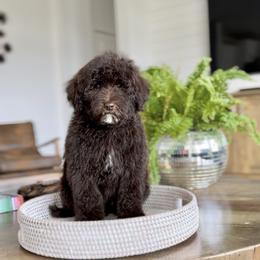 Truffle - Chocolate male Goldendoodle puppy in St George, Utah from Doodle Bears of Southern Utah