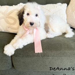 Sprinkle Panda - Black and white female Sheepadoodle puppy in Argillite, Kentucky from DeAnna’s Doodles