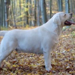 Labrador Retrievers from Lady M Labradors