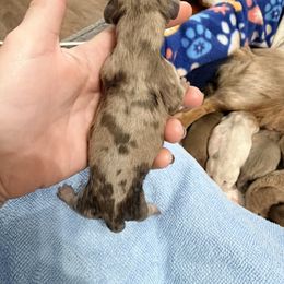 Reserved - Dapple female Dachshund puppy in Alva, Florida from Salty C's Dachshunds