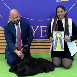 Cocker Spaniels from Arquivolta Kennel