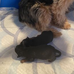 Yorkshire Terrier puppies from Central Valley Yorkies