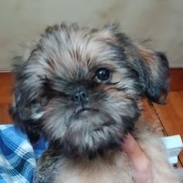 Brussels Griffon puppies from Carol's Brussels Griffon