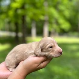 Boy 2 - Cream male Dachshund puppy in Mascot, Tennessee from Magnolia Pearl Dachshunds