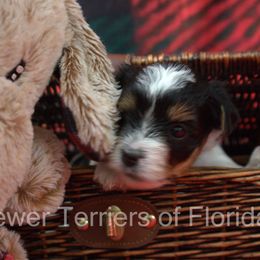 Biewer Terrier Puppies from Biewer Terriers of Florida Dawn