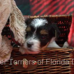 Biewer Terrier Puppies from Biewer Terriers of Florida Dawn