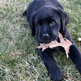 Labrador Retrievers from Starlight Buckeye Labs
