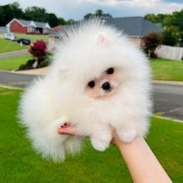 Romeo - Cream male Pomeranian puppy in Hot Springs, Arkansas from Pomeranian Empire