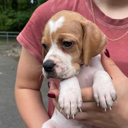 Purple Girl - Orange and white female Pointer puppy in Olympia, Washington from Birdsboro Pointers