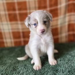 Willow - Lilac merle female Border Collie puppy in Gary, Indiana from Lake Ridge Border Collies