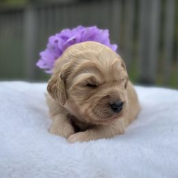 Chestnut - Apricot female Goldendoodle puppy in Rainier, Oregon from Beaver Springs Puppies