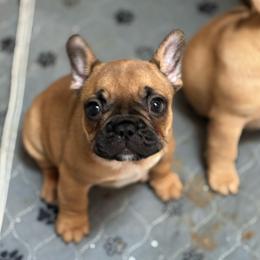 Hickory - Fawn male French Bulldog puppy in Newport, Oregon from Blue Coast Bulldogs