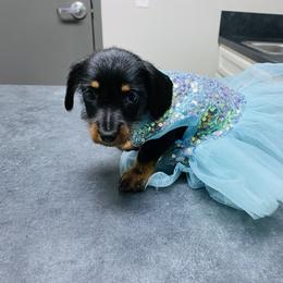 Chloe 1660 - Black and tan female Dachshund puppy in Magnolia, Texas from Carrie’s Countryside Dachshunds