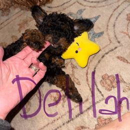 Purple Collar Delilah - Black and tan female Cavapoo puppy in Flowery Branch, Georgia from Hannah's Pups