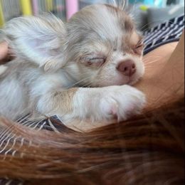 Chihuahua and Pomeranian Puppies from Exotic City Pomeranians