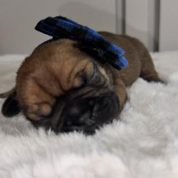 French Bulldog Puppies from jack & Ruby's Frenchies