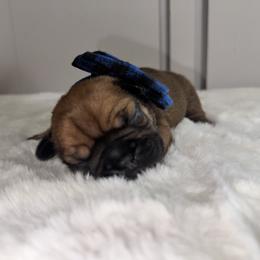 French Bulldog Puppies from jack & Ruby's Frenchies
