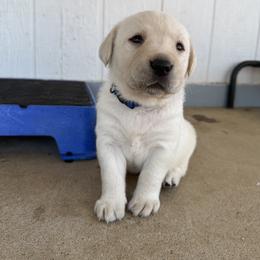 Labrador Retriever Puppies from Black Mountain Service Dogs