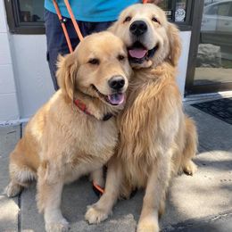 Golden Retrievers from Alan's Golden Retrievers