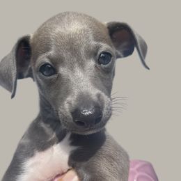 Italian Greyhound Puppies from Julia's Italian Greyhounds