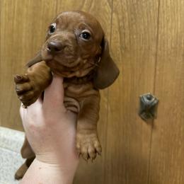 Nova - Red female Dachshund puppy in Athens, Texas from County Road Puppies