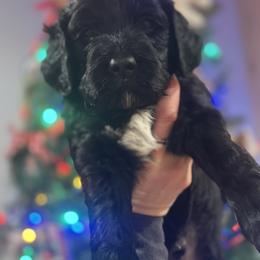 Mr. White Collar - Black male Goldendoodle puppy in Annandale, Minnesota from Pleasant Lake Doodles