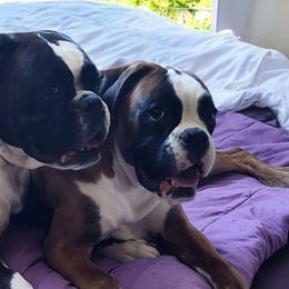 Boxers from Von Di Ludus