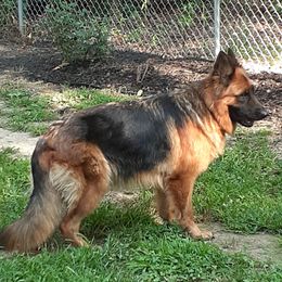 German Shepherds from Sarah Dickens