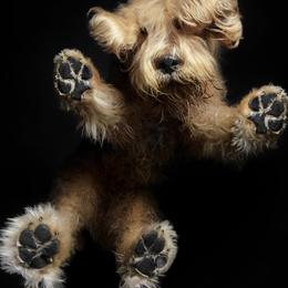 Otterhound All Grown Up from Con Cara Kennels