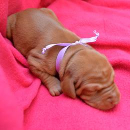 Vizsla Puppies from Summit Vizsla (we can deliver to you)