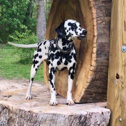 Katie - Dalmatian