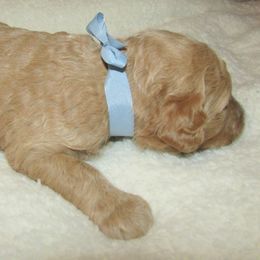 Goldendoodle and Poodle Puppies from David & Patricia Elliott