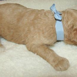 Goldendoodle and Poodle Puppies from David & Patricia Elliott