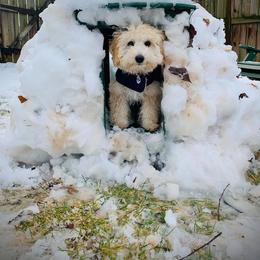 Goldendoodle Puppies from Timberland Falls Goldendoodles